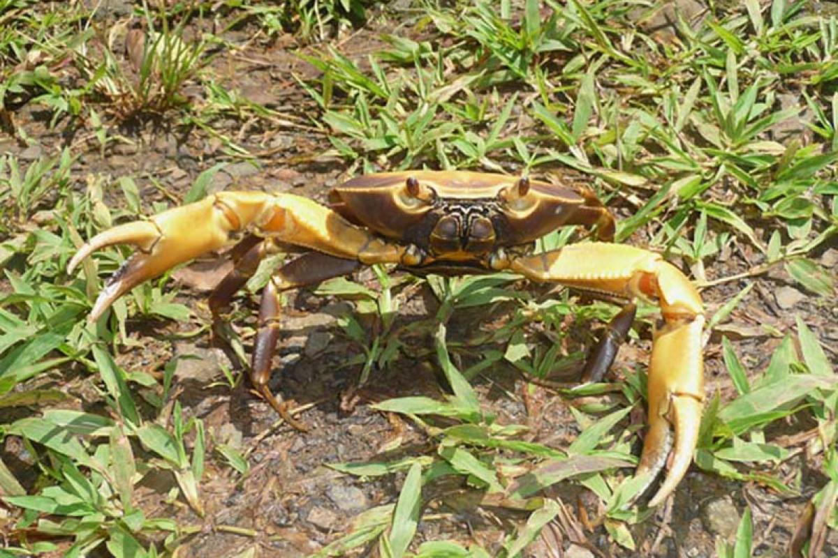 Crabe jaune
