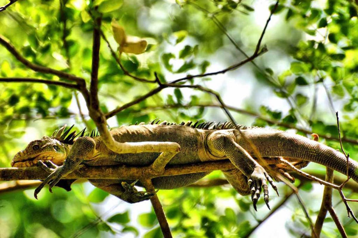Iguane (Iguana delicatissima)