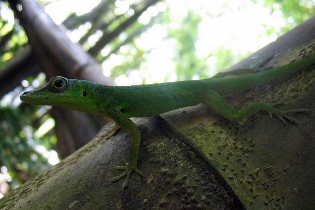 Lezard Anoli