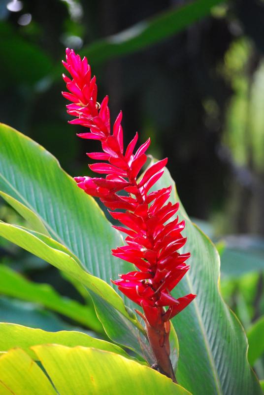 Alpinia