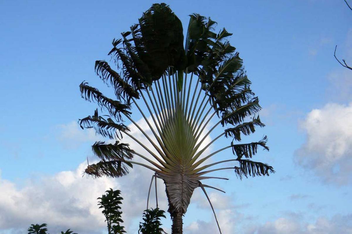 Arbre du Voyageur