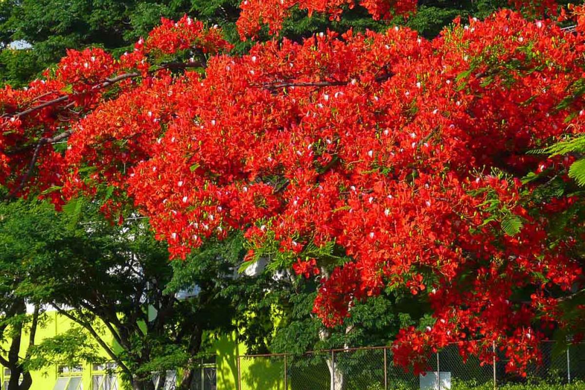Flamboyant