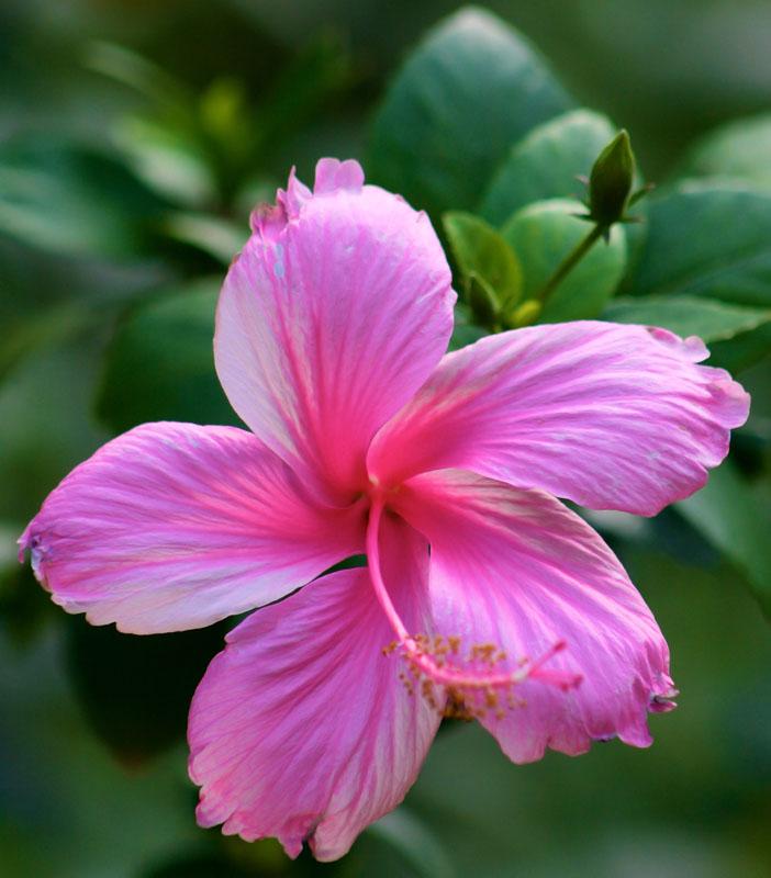 Fleur d'hibiscus