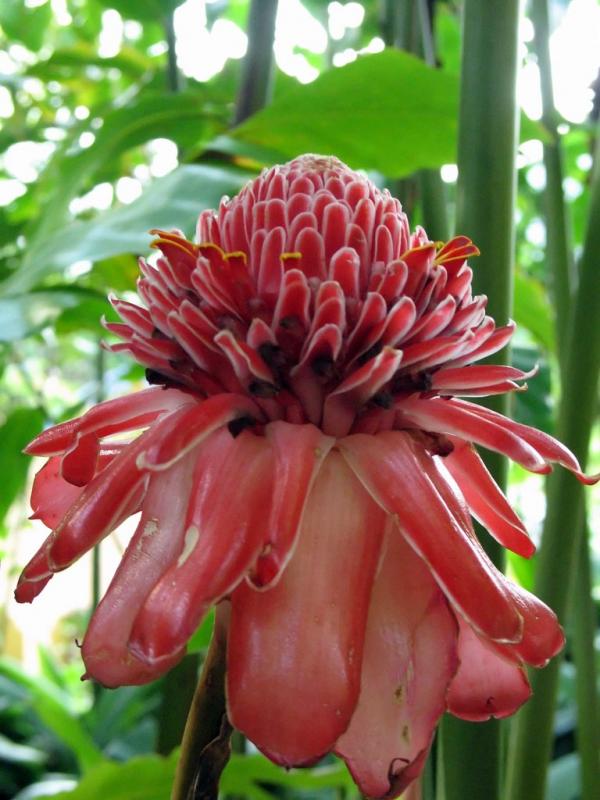 Rose de Porcelaine