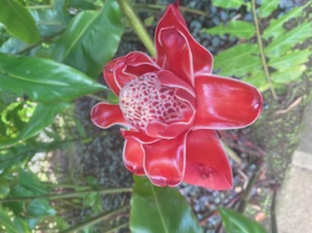 Le jardin de balata rose de porcelaine
