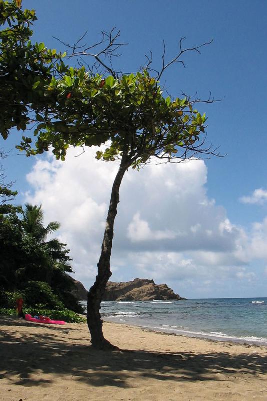 Anse Azerot beach