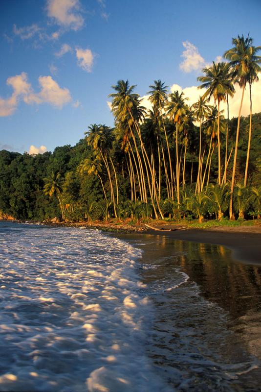 Cocotiers à l'anse Couleuvre