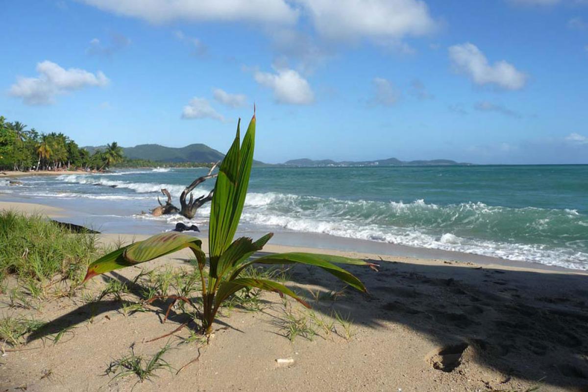 Anse Desert