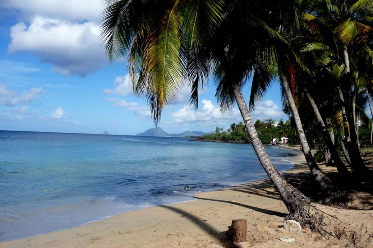 Anse Figuier beach - Coconut tree