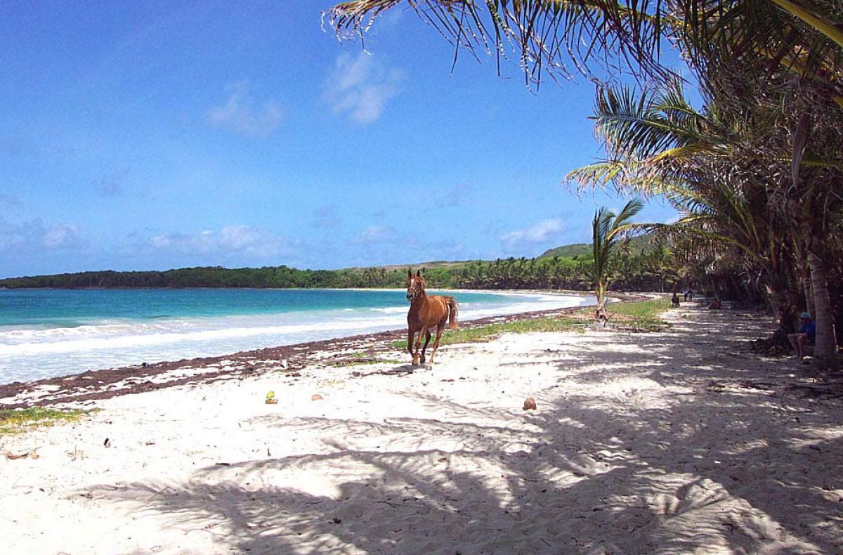 Grand Macabou beach - Horse