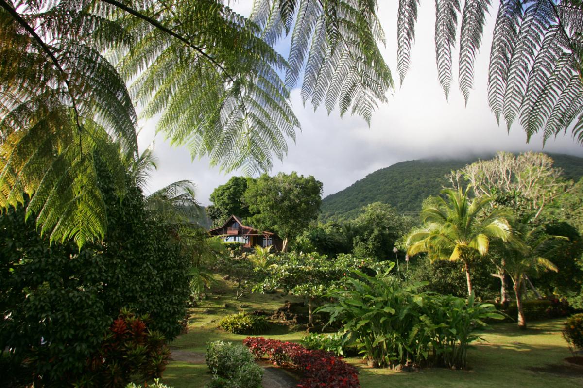 Le Jardin Malanga Guadeloupe - Jardin