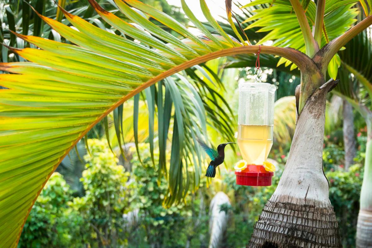 Location villa Bouillante Guadeloupe - Colibri