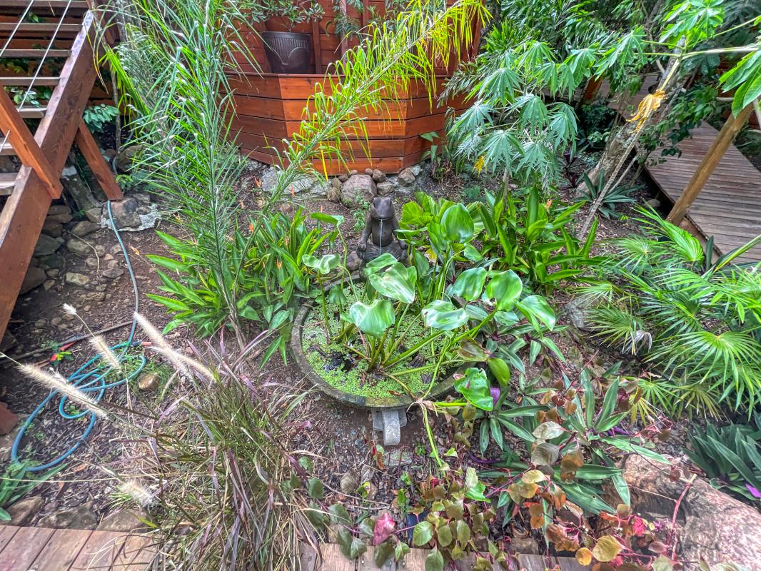 Location jungle lodge pour 4 personnes avec piscine au jardin des colibris deshaies en guadeloupe