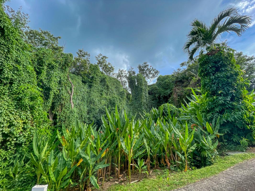 Location jungle lodge pour 4 personnes avec piscine au jardin des colibris deshaies en guadeloupe