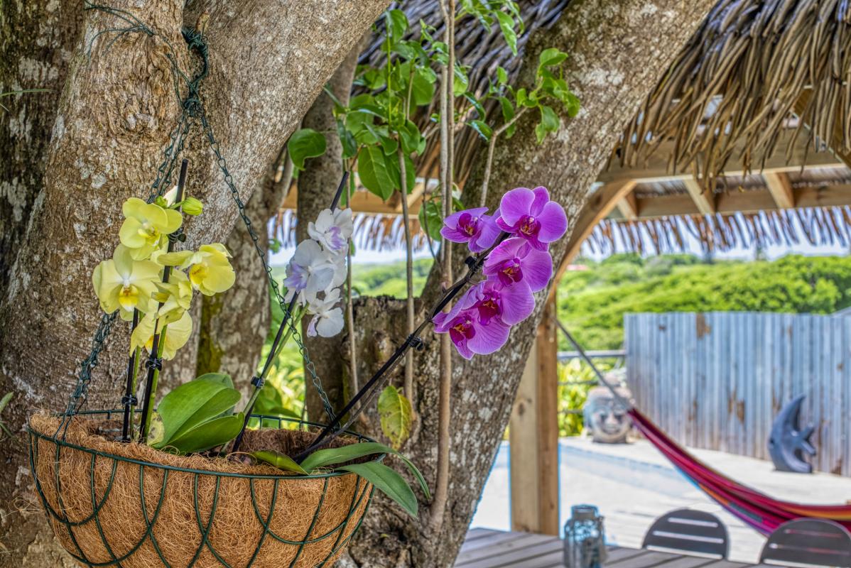 Location villa piscine accès et vue mer Le Moule Guadeloupe_fleurs hamac