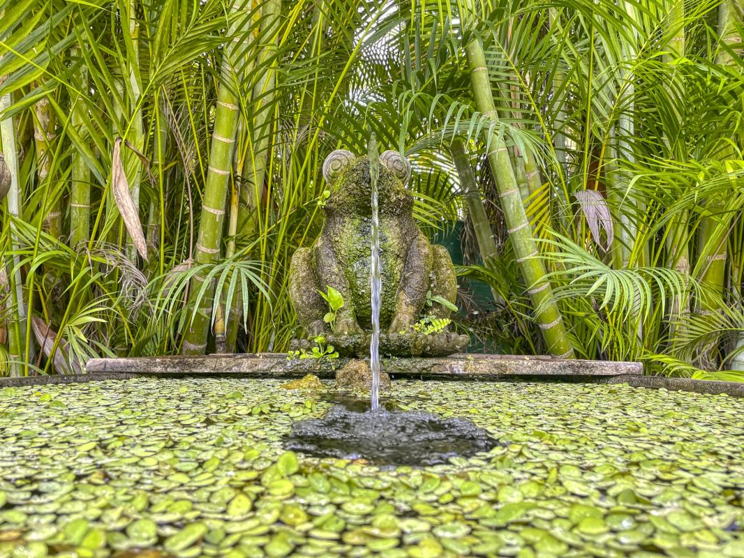 Location villa piscine Ste Anne Guadeloupe_Détail grenouille