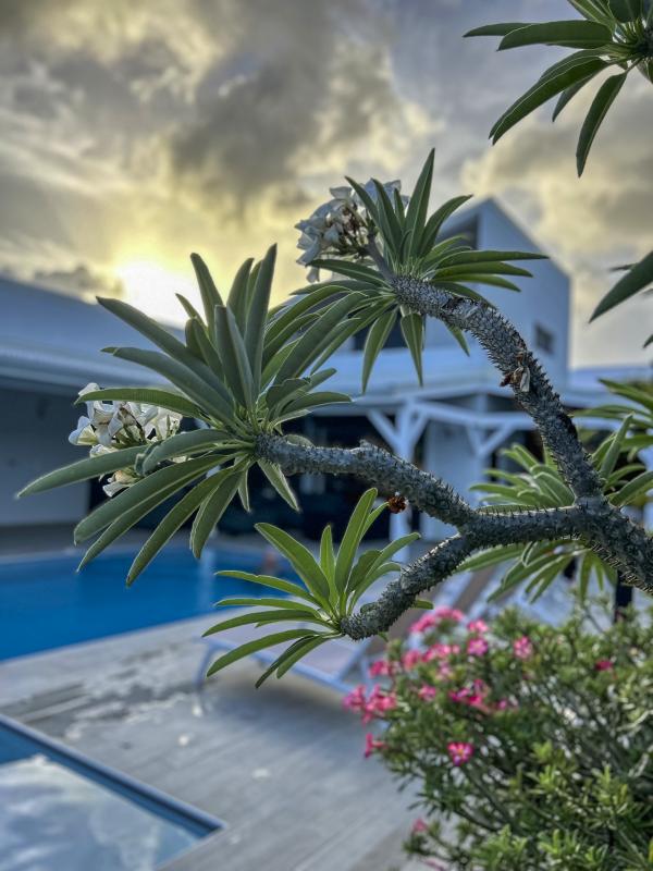 Villa Saint François Guadeloupe_piscine terrasse
