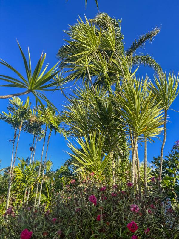 Location villa 6 personnes Saint François Guadeloupe-exterieur