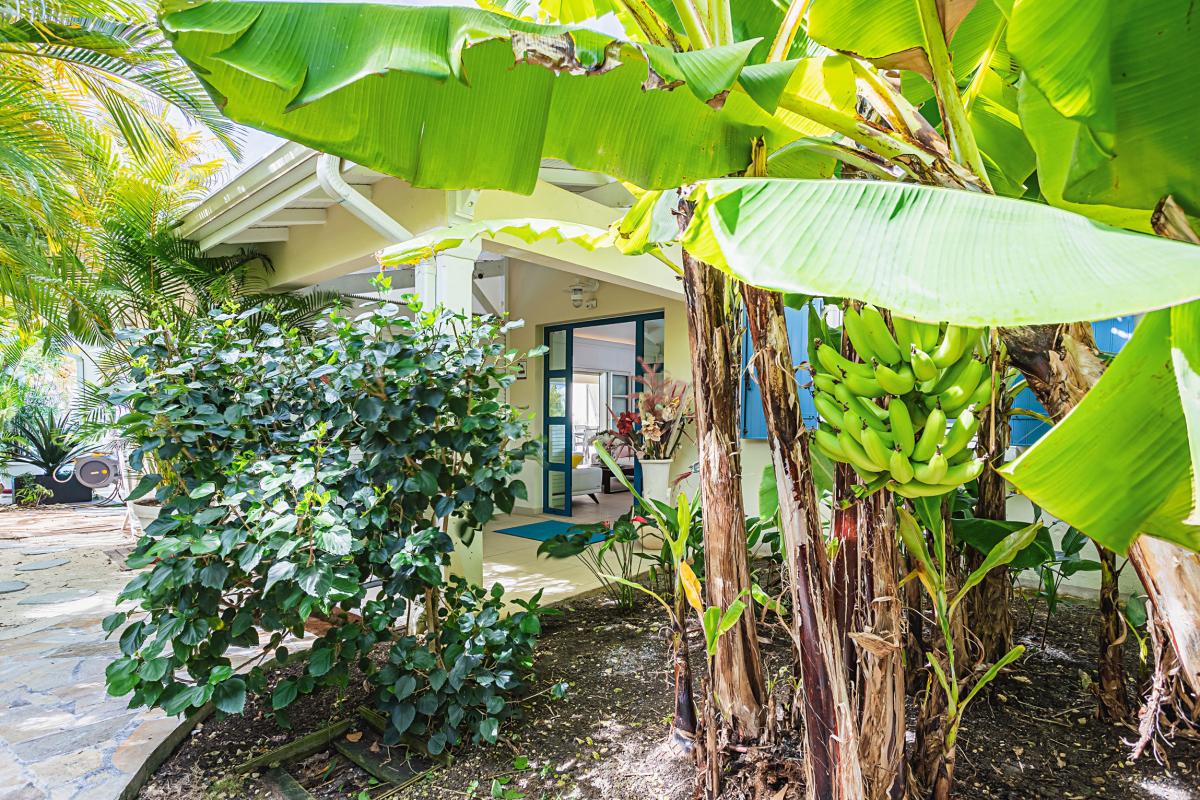 Villa-Pieds-dans-l'eau-Saint-François-Guadeloupe-végétation