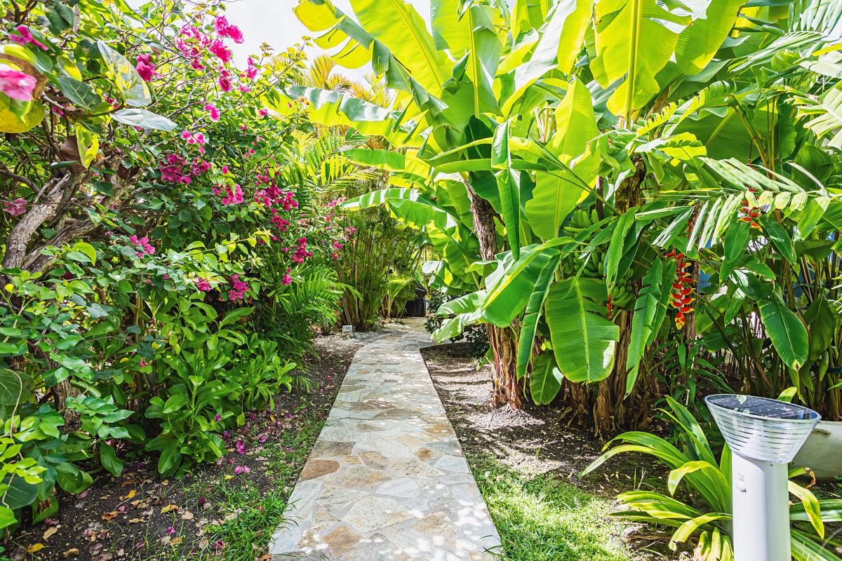 Villa-Pieds-dans-l'eau-Saint-François-Guadeloupe-végétation