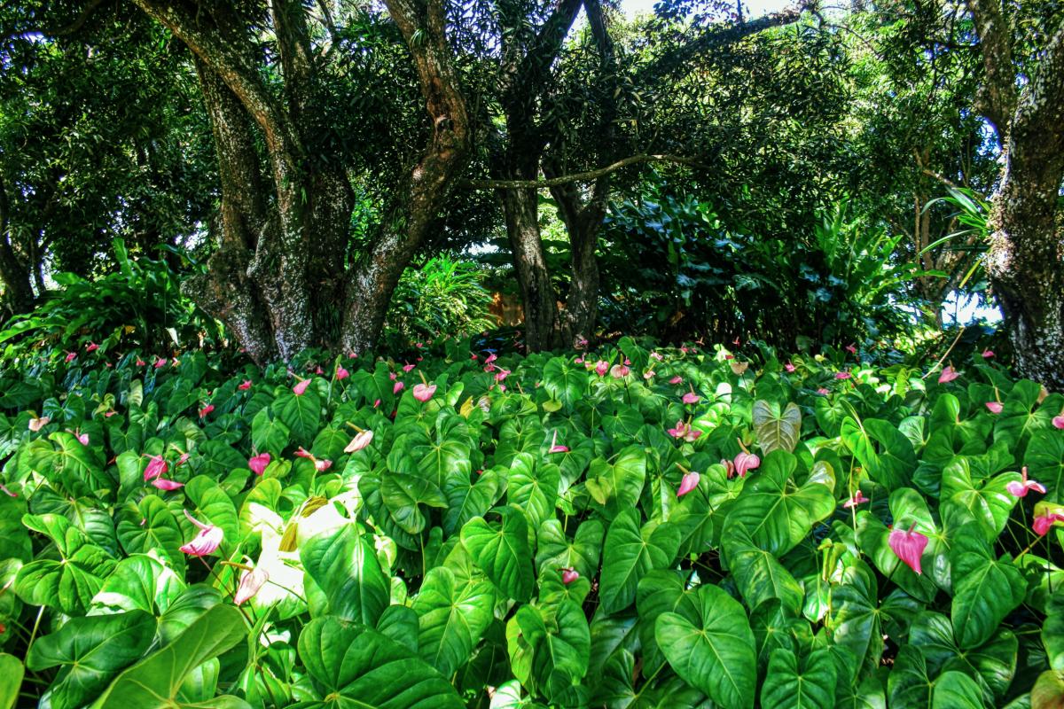 location villa de standing martinique vue mer piscine jardin