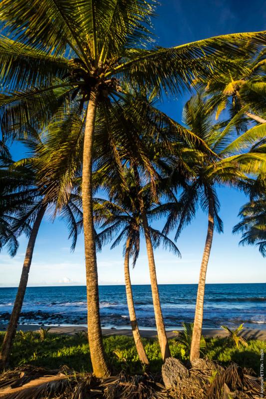 Cocotiers devant la villa