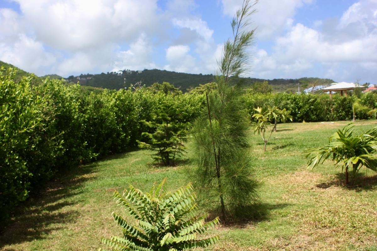 Villa à louer à Saint Martin - Jardin