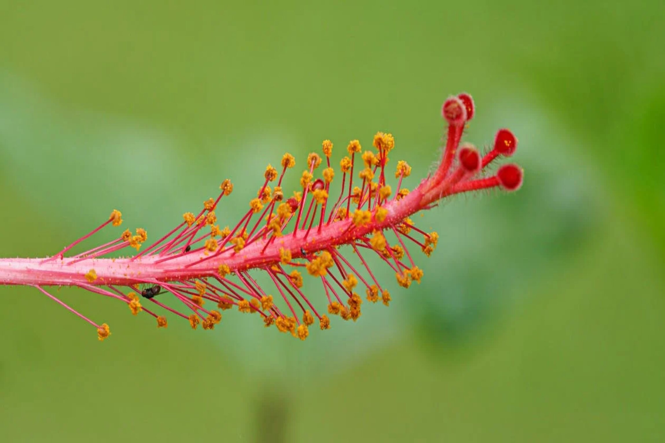 Fleur d'hibiscus en Guadeloupe