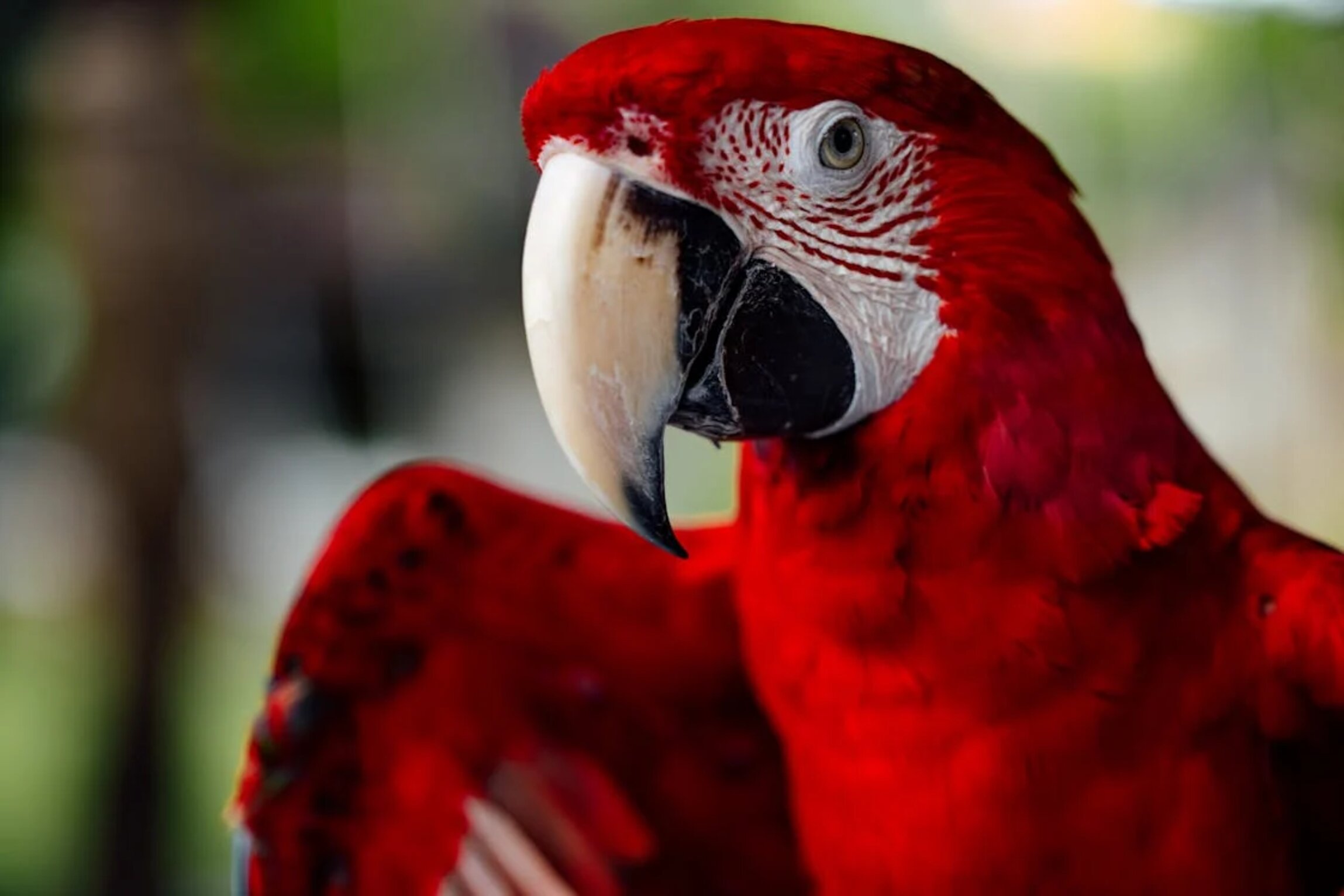 Perroquet présent au zoo de Guadeloupe