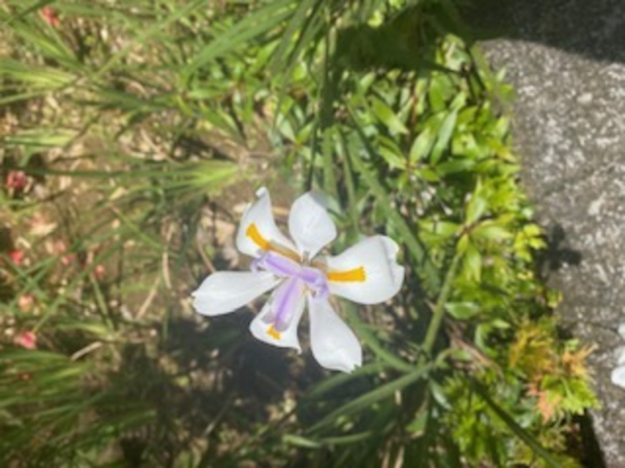 Le jardin de balata iris Le jardin de balata iris
