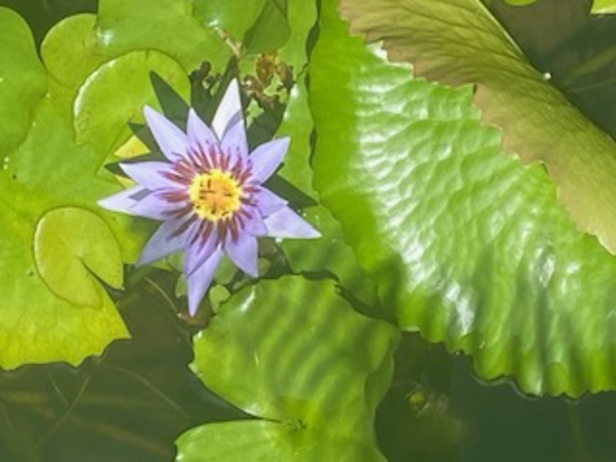 Le jardin de balata nénuphar Le jardin de balata nénuphar