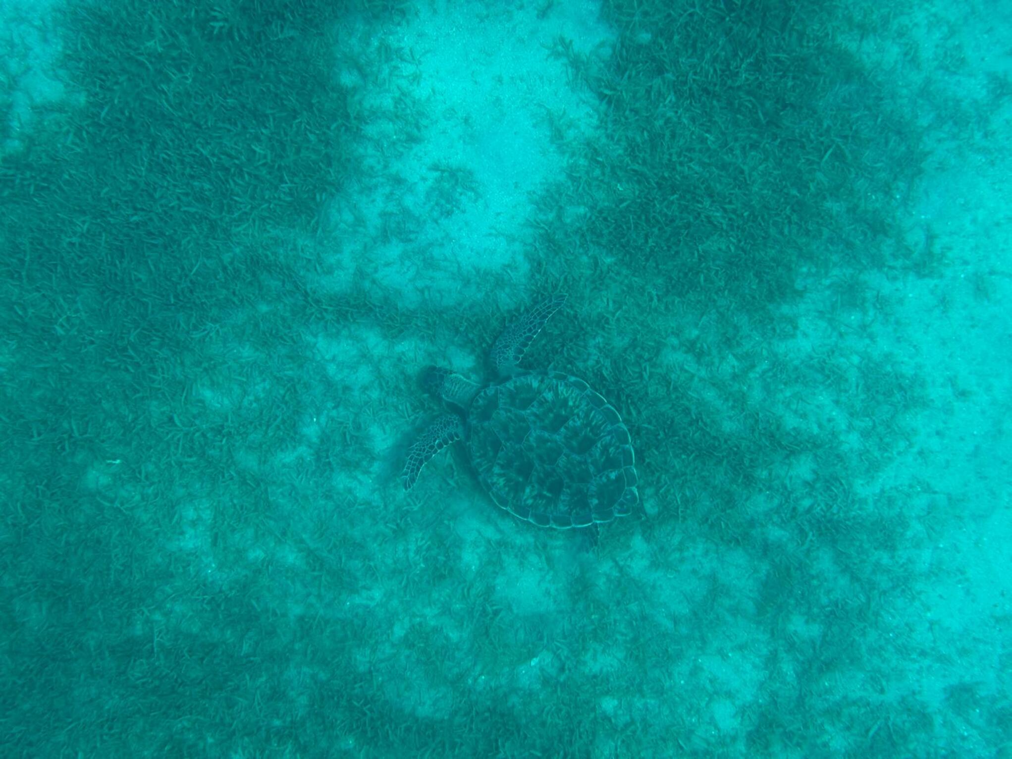 Tortue en Martinique Anses d'Arlet Tortue en Martinique Anses d'Arlet
